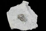 Bargain, , Flexicalymene Trilobite - Ohio #74722-1